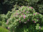 Rosa rugosa