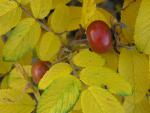 Rosa rugosa