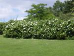 Rosa rugosa Alba