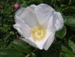Rosa rugosa Alba