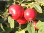 Rosa villosa (Syn.Rosa pomifera )