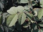 Rosa villosa (Syn.Rosa pomifera )