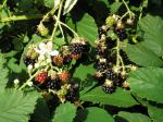 Rubus fruticosus