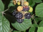Rubus fruticosus
