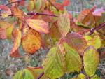 Rubus fruticosus