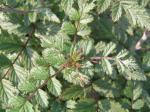 Rubus thibetanus Silver Fern