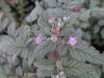 Rubus thibetanus Silver Fern