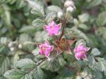 Rubus thibetanus Silver Fern