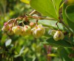 Berberis thunbergii
