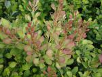 Berberis thunbergii