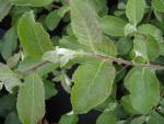 Salix caprea mas