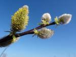 Salix caprea Silberglanz - Advents-Weide