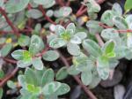 Salix finnmarchica - SibirischeWeide