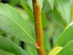 Salix Flame