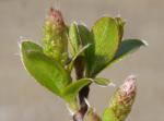 Salix moorei - Moore�s Weide