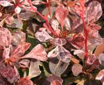 Berberis thunbergii Rose Glow