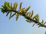 Salix Sekka