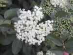 Sambucus nigra
