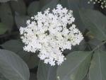 Sambucus nigra