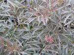 Sambucus nigra Black Lace�