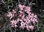 Sambucus nigra Black Lace�