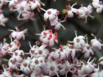 Sambucus nigra Black Lace�
