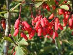 Berberis vulgaris