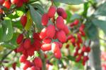 Berberis vulgaris
