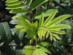 Sorbus aucuparia Rossica Major