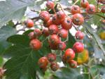 Sorbus intermedia