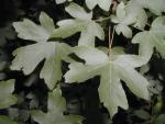 Acer campestre