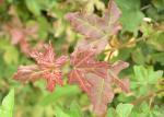 Acer campestre