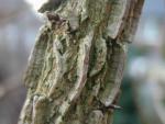 Acer campestre