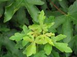 Acer campestre