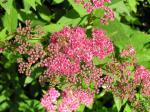 Spiraea japonica Anthony Waterer