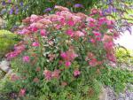 Spiraea japonica Anthony Waterer