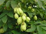 Staphylea pinnata