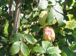 Staphylea pinnata