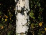 Betula pendula Dalecarlica