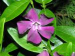 Vinca minor Atropurpurea