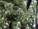 Zelkova serrata
