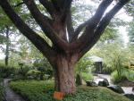 Zelkova serrata