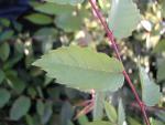 Zelkova serrata