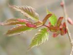 Zelkova serrata