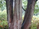 Zelkova serrata
