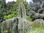 Blaue H�nge-Atlaszeder - Cedrus atlantica Glauca Pendula