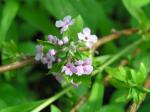 Buddleja alternifolia