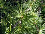 Larix decidua