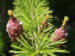 Larix decidua