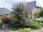Buddleja davidii Fascination - Sommerflieder Fascination